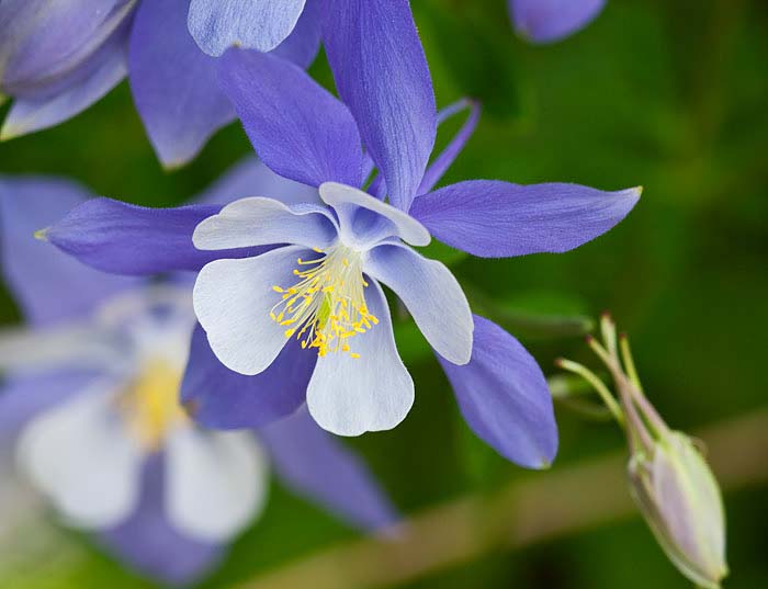 colorado, wildflowers photo