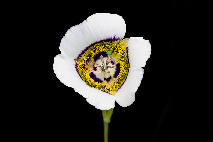 Colorado, wildflowers photo