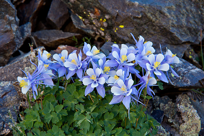 Colorado, wildflowers photo