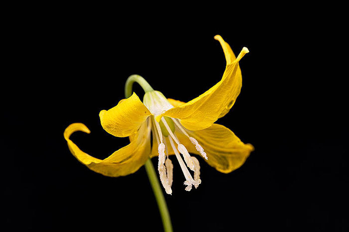 colorado, wildflowers, summers photo
