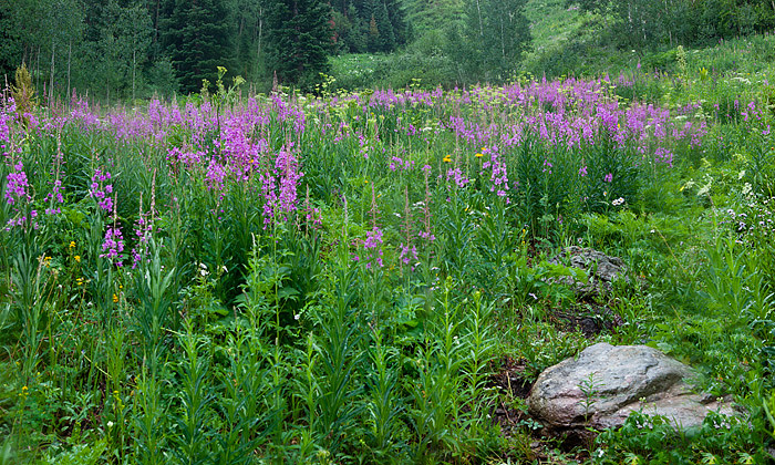 Colorado, wildflowers photo
