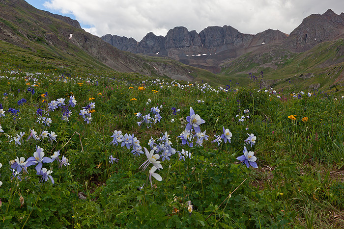 Colorado, wildflowers photo