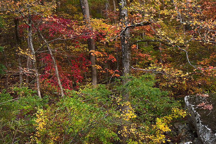 arkansas, fall photo