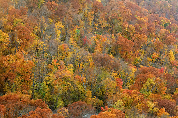 arkansas, fall photo