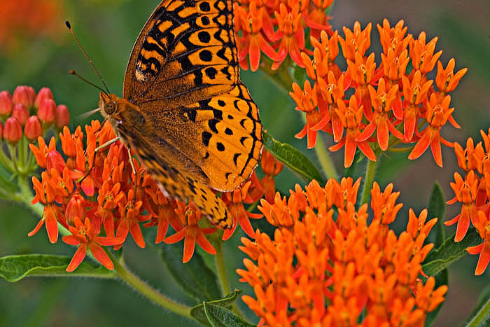 arkansas, spring, wildflowers photo