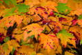 Fall Leaves  print