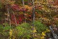 Fall Colors along Richland Creek print