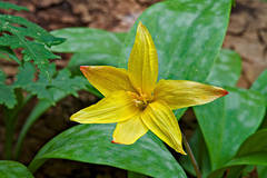 Yellow Dogtooth Violet