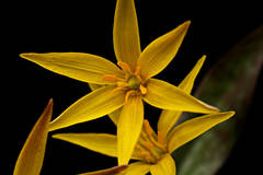 Yellow Dogtooth Violet