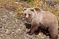 Mama Grizzly Bear
