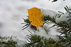 Aspen Leaf caught by the pine tree