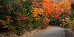 Fall colors near Chester Arkansas