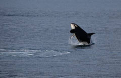Breeching Orca Whale