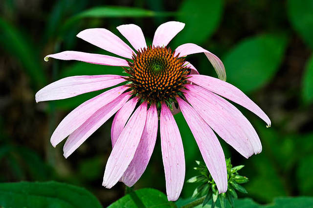 Purple Coneflower print