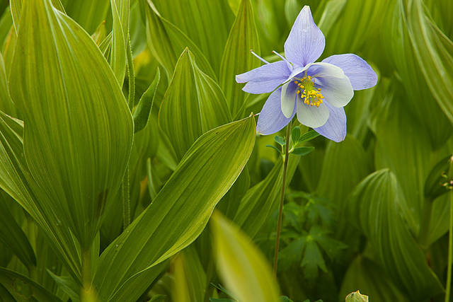 lone Columbine print