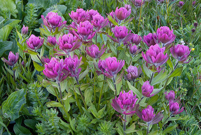 Paintbrush Detail Lake Emma print