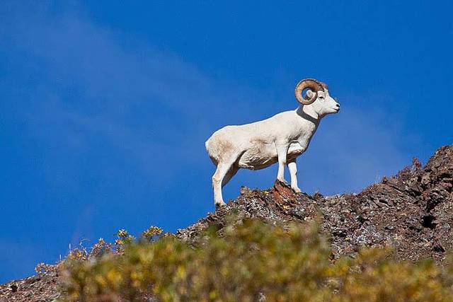 A great Dall Sheep in Denali National Pa print