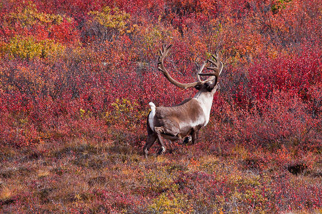 A Caribou strolls through the tundra print