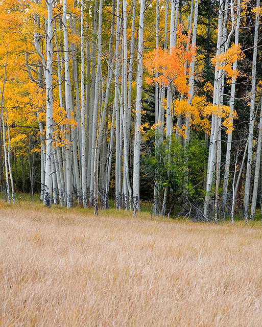 Aspen Grove near Monarch Pass print