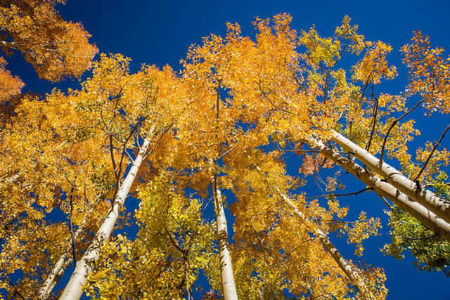 Aspens reaching to the sky print
