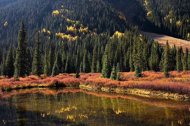Fall Color along South Mineral Creek print