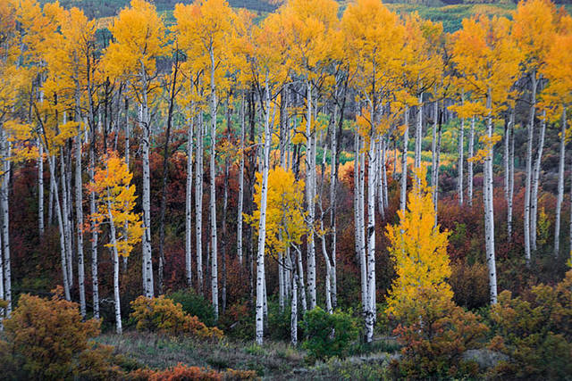 Kebler Pass Road print