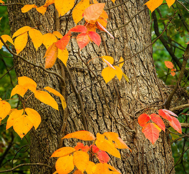 Fall Colors wrap around a tree print
