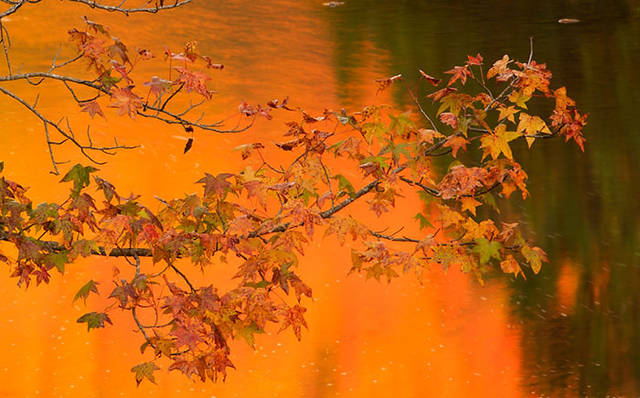 Maple Leaves and reflections print