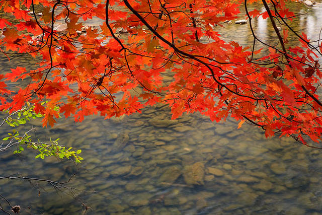 Leaves hang over the Mulberry River print