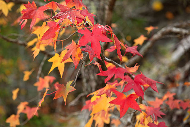 Fall Leaves print