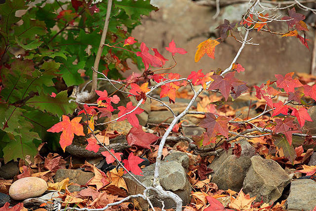 Fall Leaves Cossatot River print