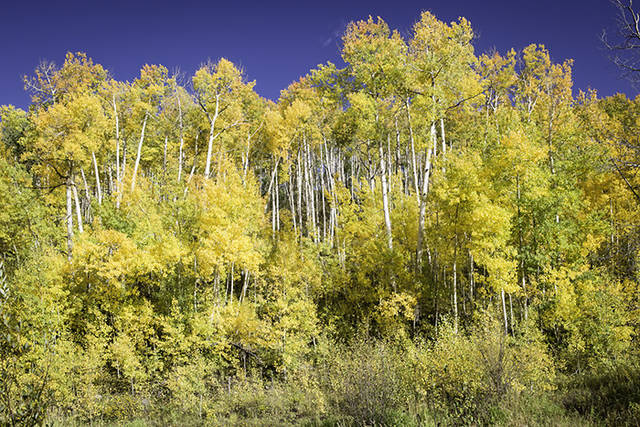 Colorful Aspens print