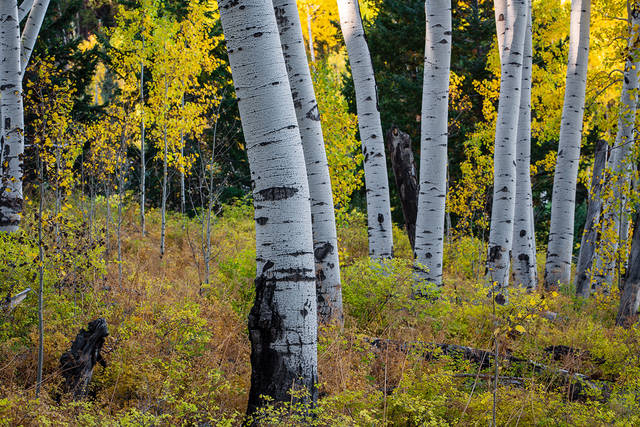 Aspen Grove 3 print