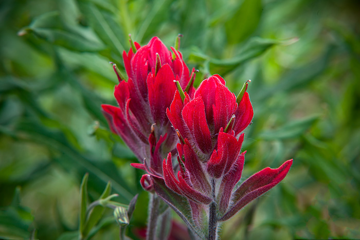 A brilliant example of red Indian Paintbrush. This specimen was found along Boreas Pass road near Breckenridge, Colorado