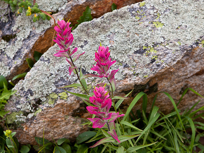 Pink Paintbrush with a Granite backdrop along Black Bear Pass Road.