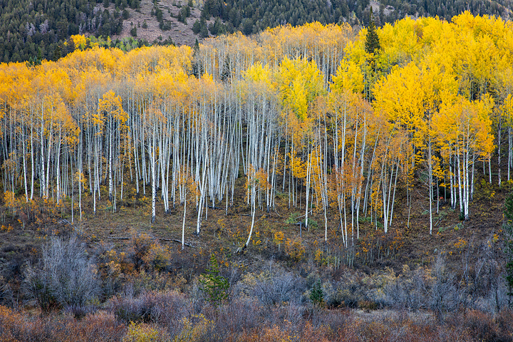 fall, Colorado