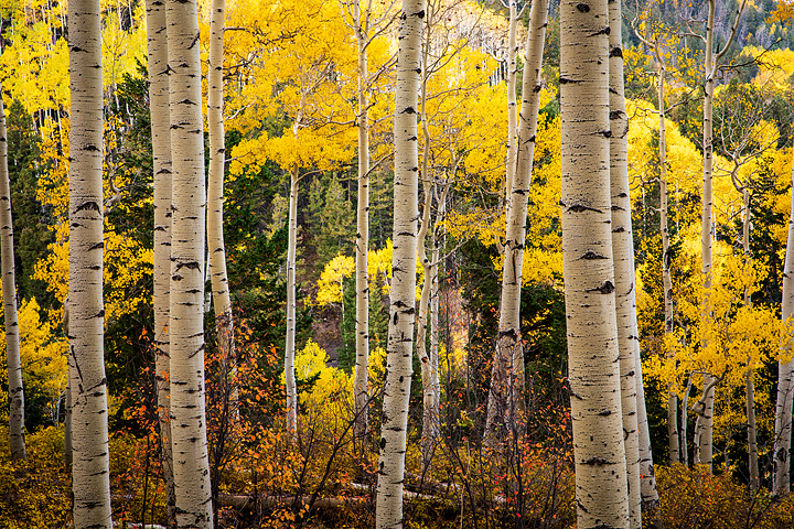 fall, Colorado