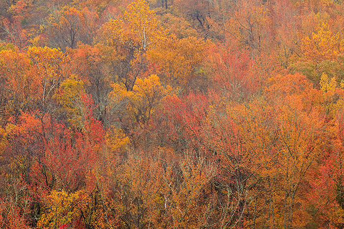 Fall Trees from above