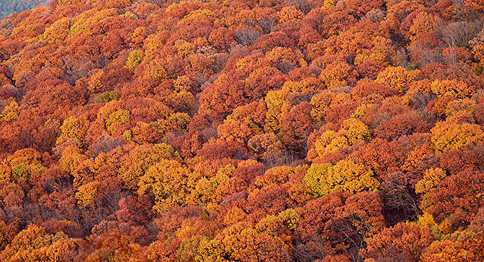 Late fall colors at Mount Magazine State Park