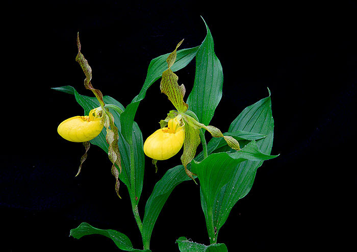 Twin Lady Slippers