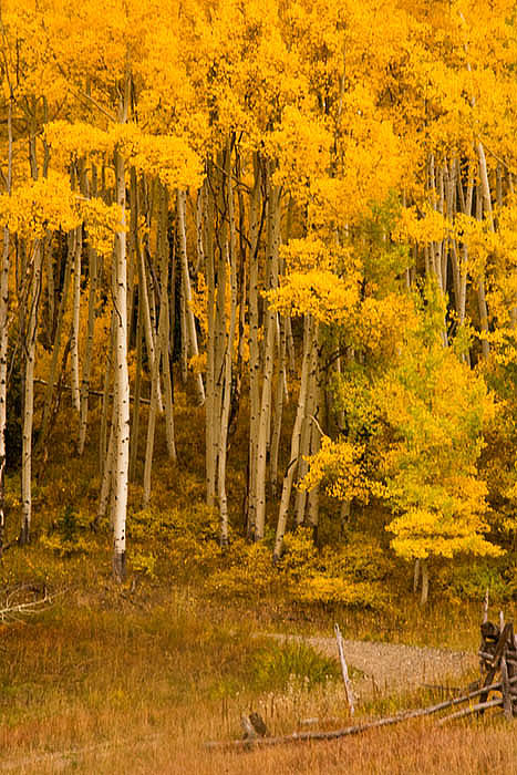 Aspen grove near Mount Wilson and Teluride, Colorado